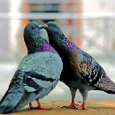 FFFK 04 Bernhard Ressel