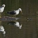 FFFK 12 Wolf-Diether Giersch