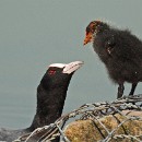 FFFK 13 Josef Motzko