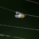 FFFK 15 Bernhard Ressel