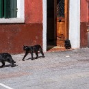 FFFK 22 Werner Matzke