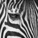 02 LF Kronau 15 Emrich Marita