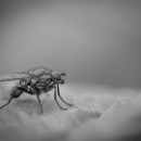 08 LF Kronau 74 Andre Marc