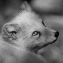 14 LF Kronau 53 Lisske Siegfried