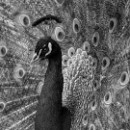 17 LF Kronau 17 Emrich Marita