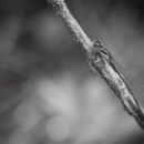 23a LF Kronau 75 Andre Marc