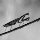 26 LF Kronau 96 Schrumpf Thomas