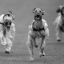 29 LF Kronau 39 Klaus Mozer