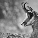 35 LF Kronau 98 Schrumpf Thomas