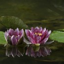 FG Sandhausen 25 Schulz Franz