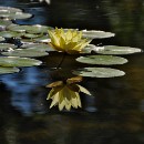 FG Sandhausen 26 Schulz Franz