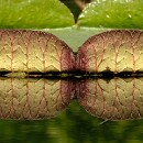 FG Sandhausen 28 Ziegler Peter