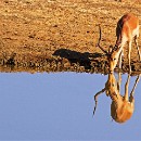 FG Sandhausen 29 Kuebler Udo