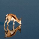 FG Sandhausen 30 Ziegler Peter