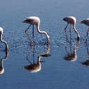 FG Sandhausen 31 Laub Harry