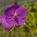 FFC Ketsch Claus Bardua 01