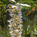 FFC Ketsch Claus Bardua 02