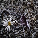 FFC Ketsch Dietrich Schmidt 02