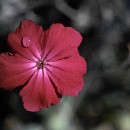 FFC Ketsch Dietrich Schmidt 04