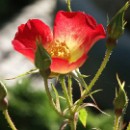 FFC Ketsch Wolfgang Gorzitze 04