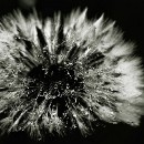 Fotozirkel Mannheim 33 Novotny Felix