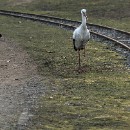 Fotozirkel Mannheim 35 Giersch Diether