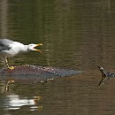 11 Giersch Wolf-Diether