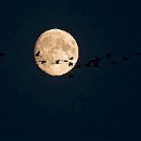 35 Giersch Wolf-Diether