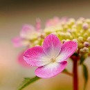 Reflex 82 Meckes 02 Siegbert Kurzen