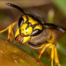 Reflex 82 Meckes 09 Dietman Kuballa