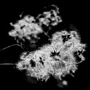 Reflex 82 Meckes 10 Gerd Popp