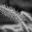 Reflex 82 Meckes 11 Gerd Popp