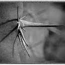 Reflex 82 Meckes 12 Harry Sigmund