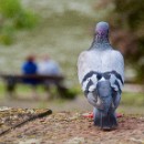 Reflex 82 Meckes 33 Peter von Walter