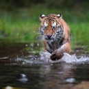 FF-Oberh 22 Bauer Thomas 22