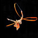 23.05.2013,Deutsche Meisterschaften Rhythmische Sportgymnastik,D