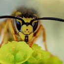 FF-Oberh 31 Koehler Guenther 31