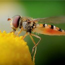 FF-Oberh 32 Koehler Guenther 32