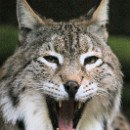 Th2 FFC Ketsch Dietrich Schmidt 04