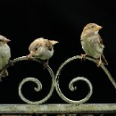 Thema 2 FC Sinsheim 03 Schiffbauer Heide