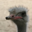 Thema 2 FFC Ketsch Dietrich Schmidt 02