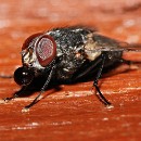 Thema 2 FFC Ketsch Klaus Seitz 01