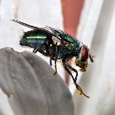 Thema 2 FFC Ketsch Klaus Seitz 02