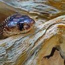 Thema 2 FFC Ketsch Peter Seitz 02