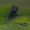 FC Sinsheim Schiffbauer Heide 01.jpg