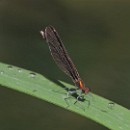 FC Sinsheim Schiffbauer Heide 02.jpg
