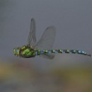 FC Sinsheim Schiffbauer Heide 03.jpg