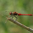 FC Sinsheim Schiffbauer Heide 04.jpg