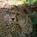 FFC Ketsch Geschwill Karl 004