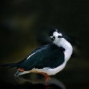 FFC Ketsch Seitz Peter 001